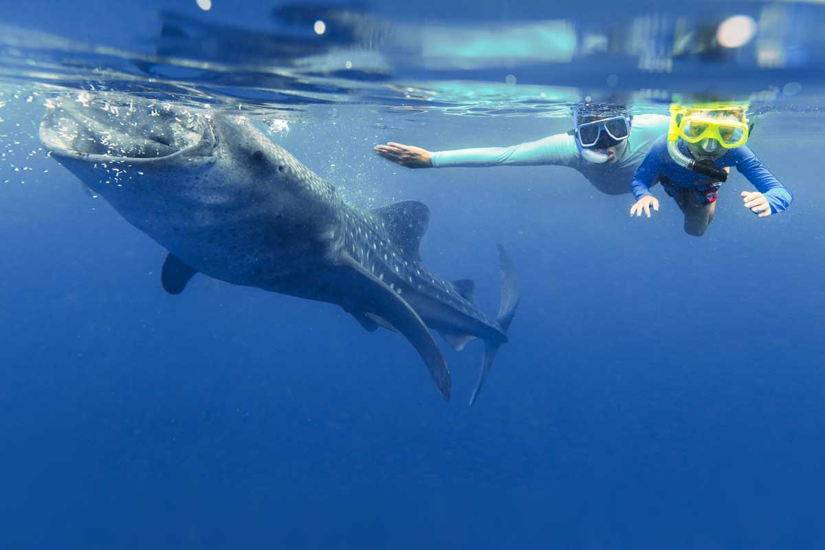 A child and father swims beside a whale shark in Cabo San Lucas, Mexico