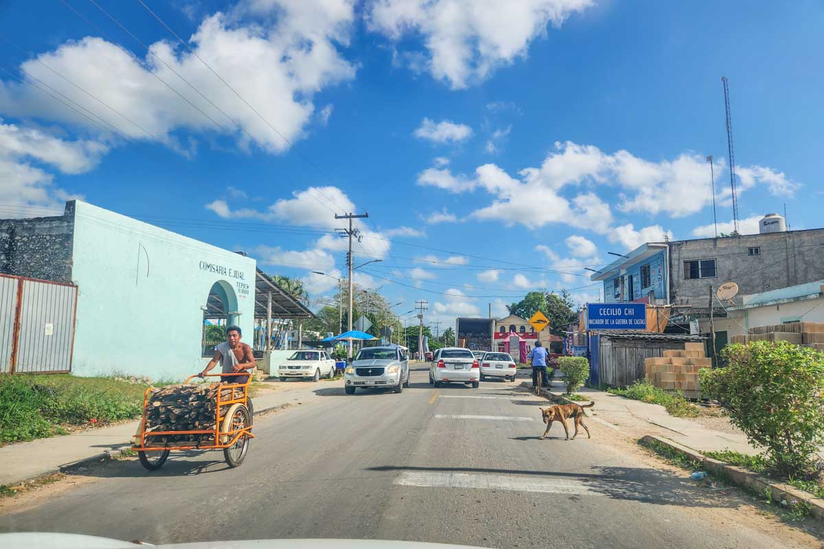 A dog crosses the road while driving a rental car in Mexico