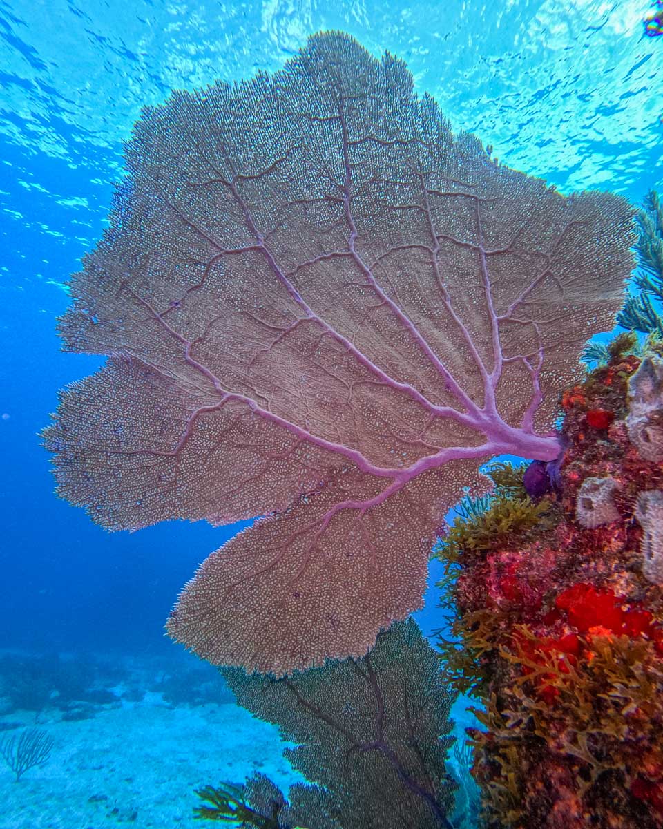 A huge coral while diving in Puerto Morelos, Mexico