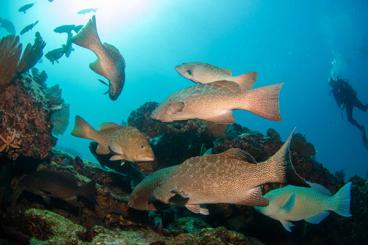 A school of fish underwater in Cabo San Lucas, Mexico
