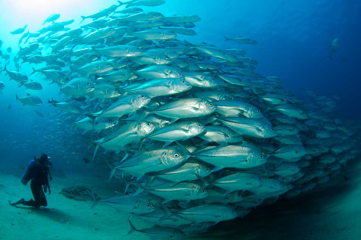 Scuba diver approaches a large school of fish while scuba diving in Puerto Vallarta Mexico