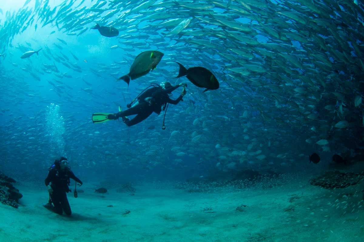 Scuba diving in Cabo San Lucas with marine life