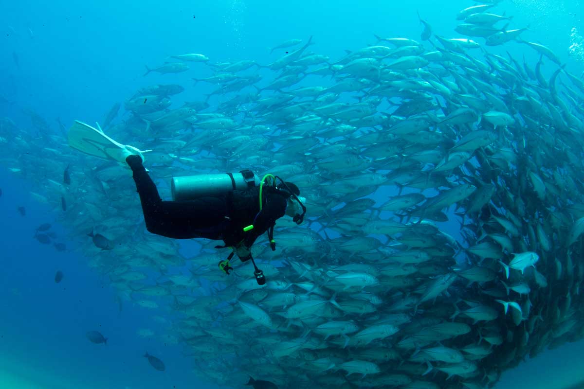 Scuba diving past a huge school of fish in Cabo San Lucas, Mexico