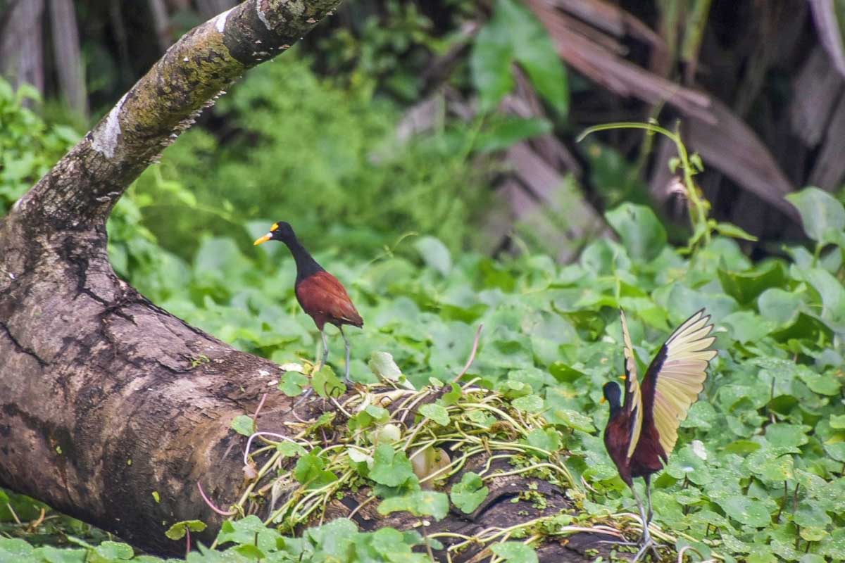 Two northern jacanas on a bird watching tour in Puerto Escondido, Mexico