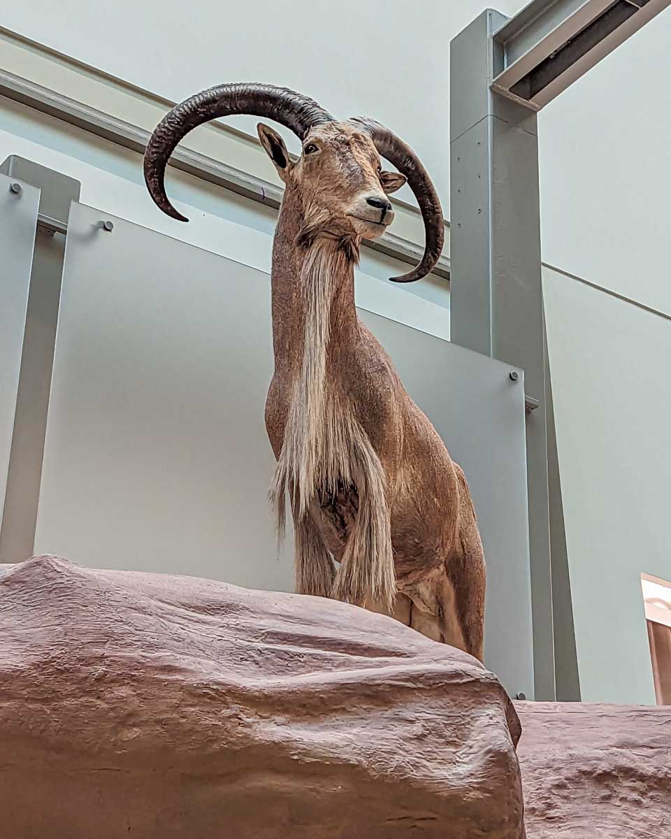 A mountain goat at the American Museum of Natural History in NYC
