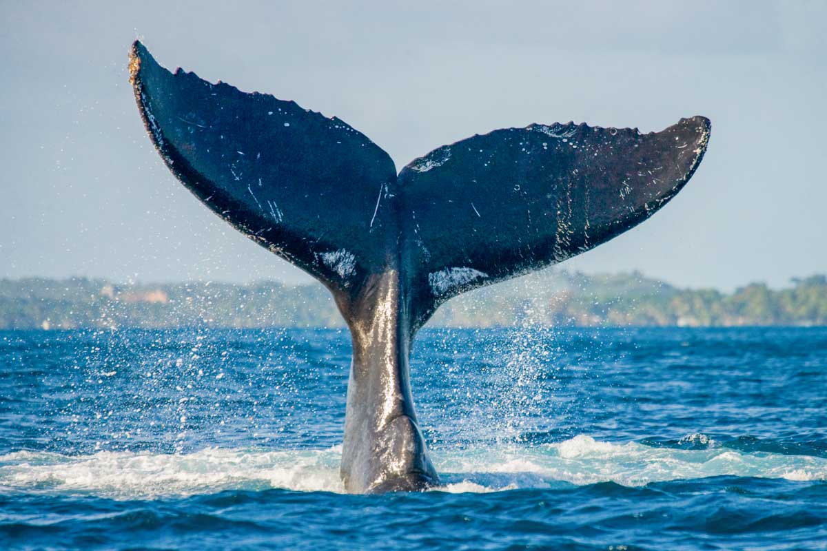 A whales tail breaches the water off the coast of Cabo San Lucas