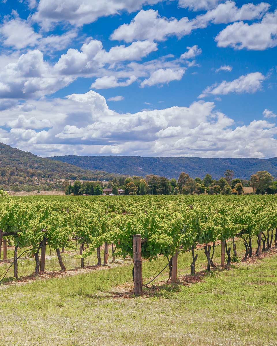 Hunter Valley wine region