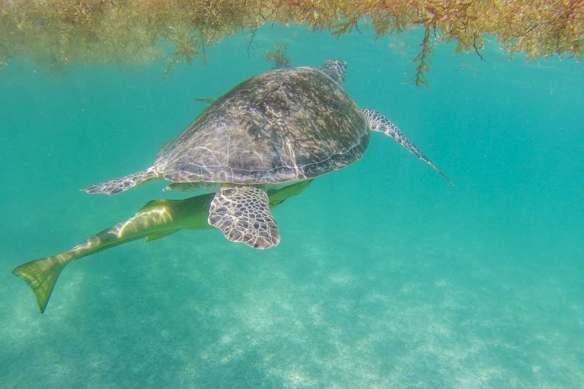 A fish swims under a turtle off the coast of Cozumel, Mexico