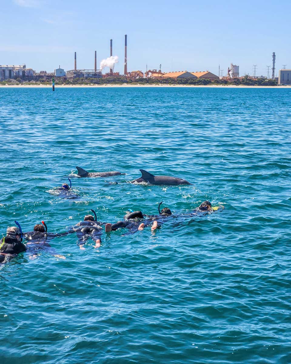 A group of People swim with dolphins in Perth, WA