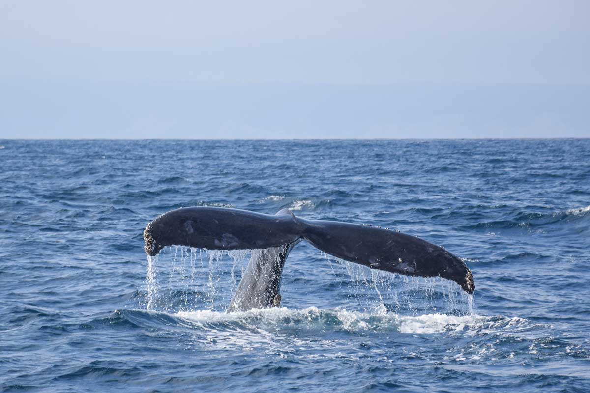 A humback whale tail on a whale watching tour in Sydney