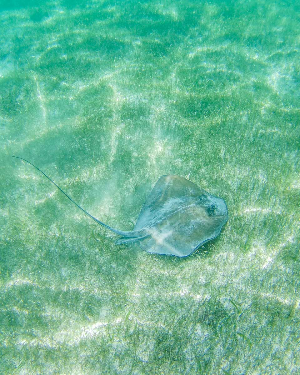 A sting ray at The Beach while on a snorkeling tour in Tulum, Mexico
