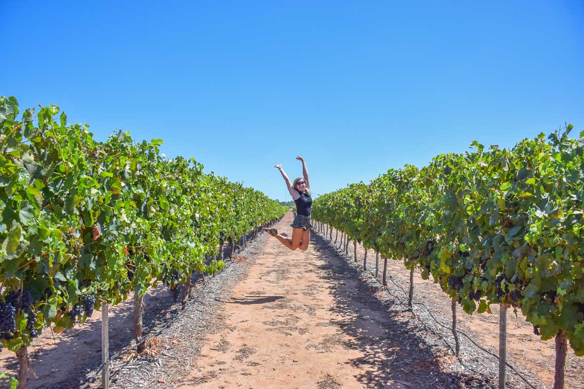 Bailey jumps up in the air between two vines at a winery in the Swan Valley