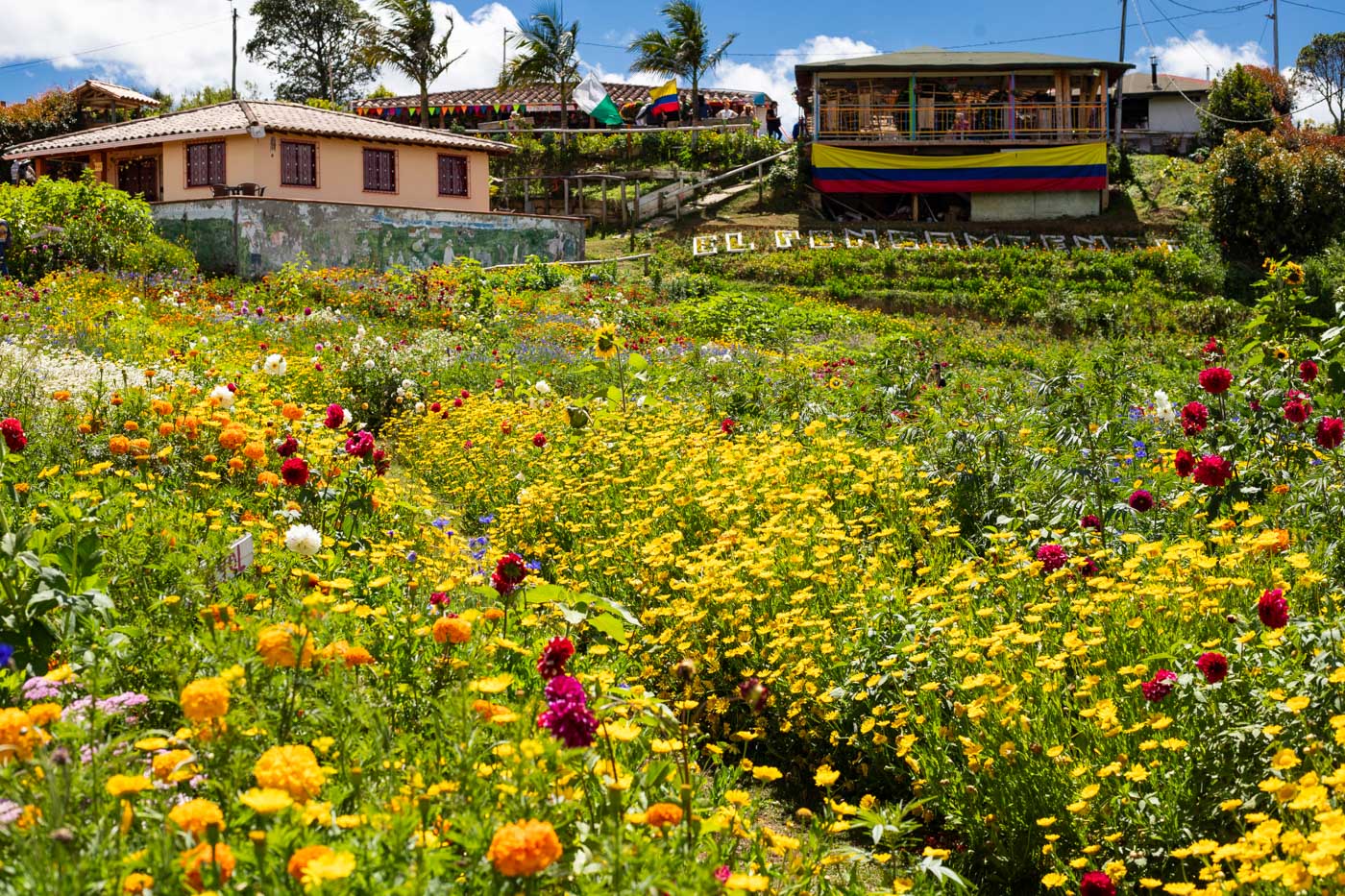 Beautiful wild flowers in Santa Elena, Colombia near Medellin