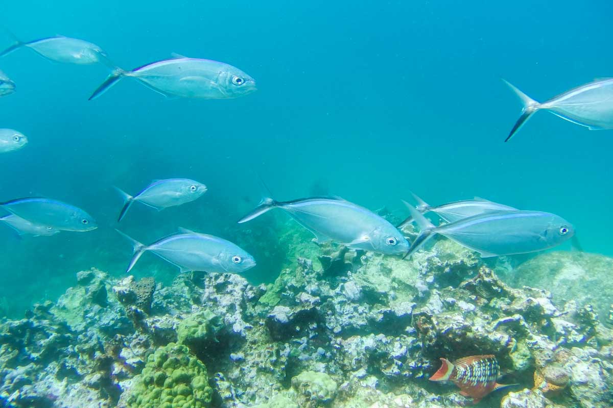 Group of white fish swim in Tulum on a snorkeling tour