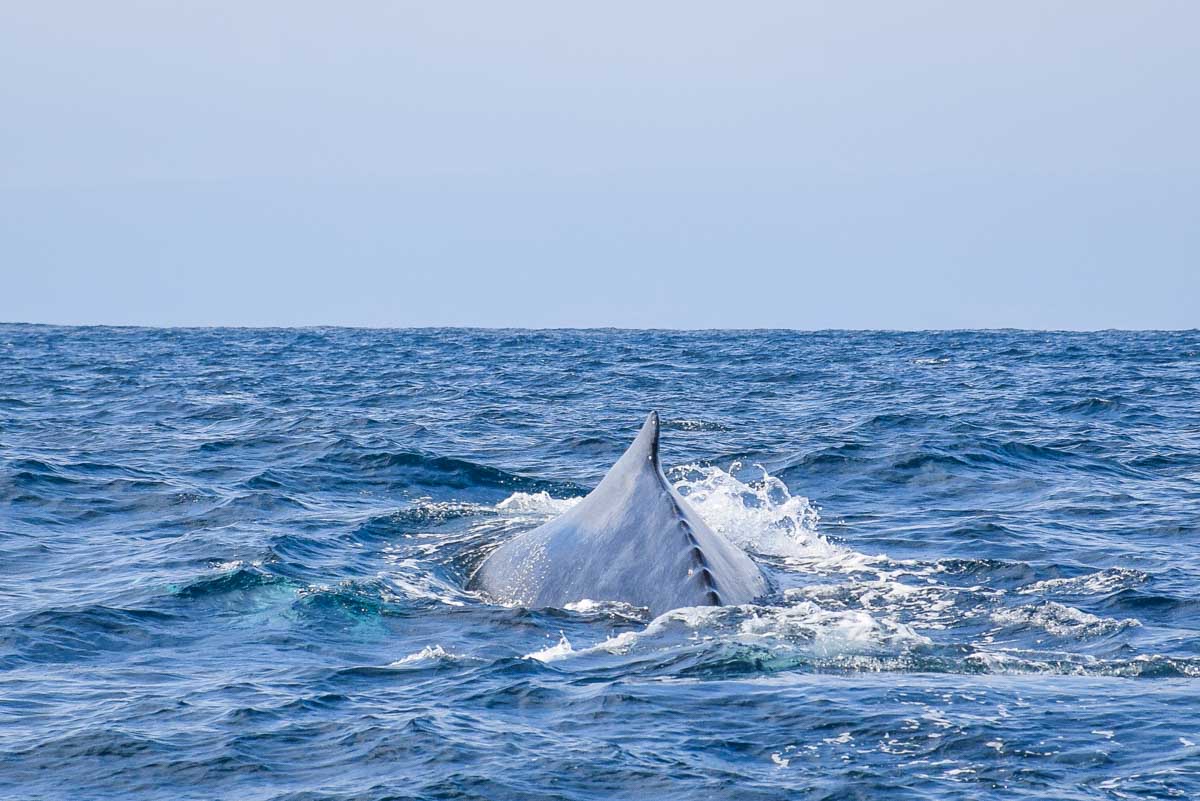 Humpback whale spine shows as it swims through the water of Sydney