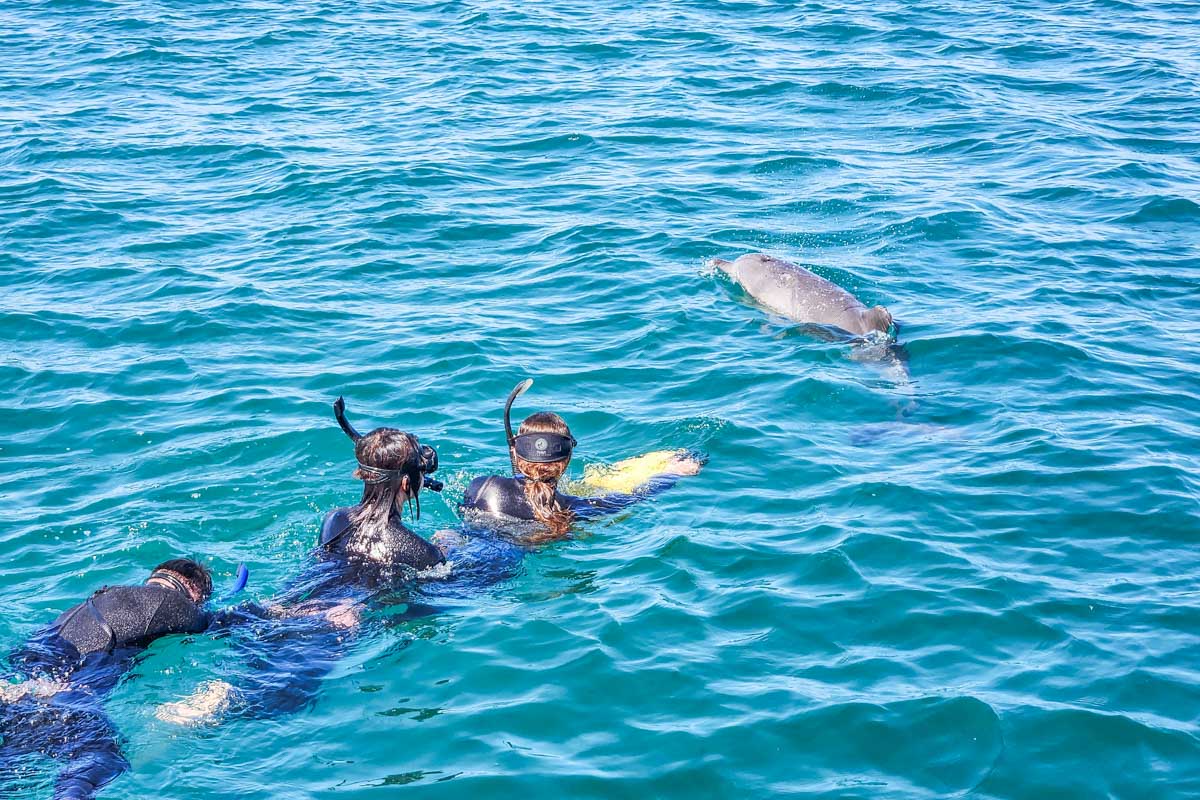 People snorkel next to dolphins on the Perth Dolphin Swim tour in Perth, WA