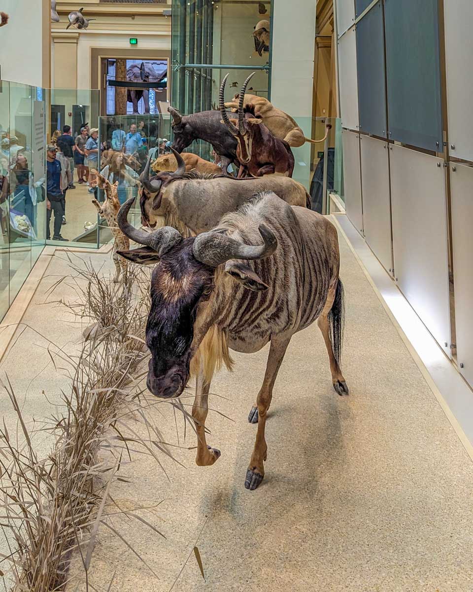 Stuffed animals at American Museum of Natural History in NYC