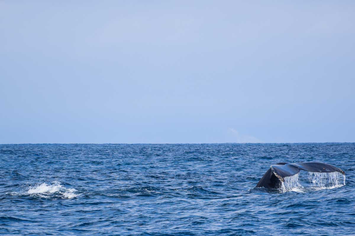 Sydney southern right Whale