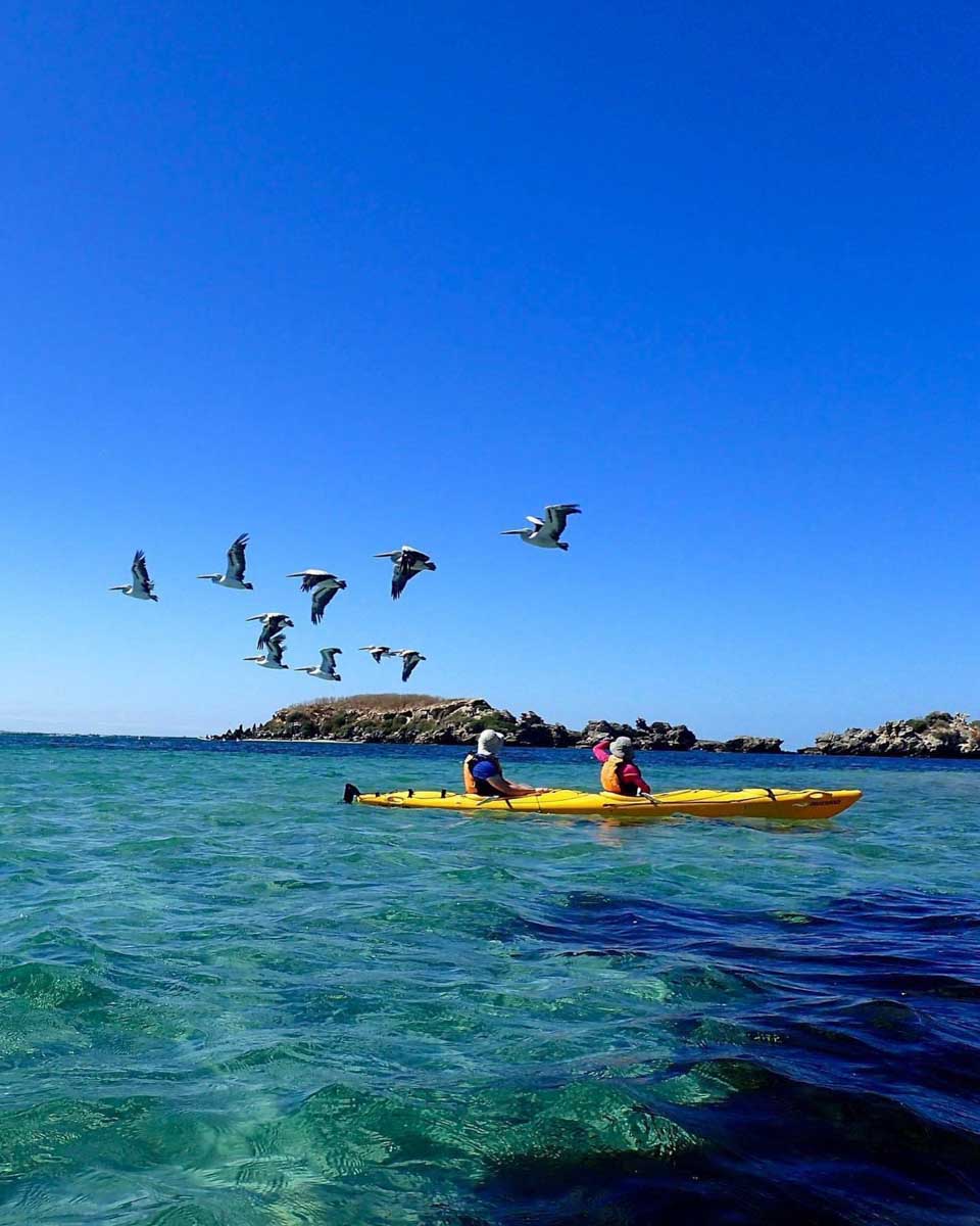 Two people kayak over to Penguin Island on a tour from Perth