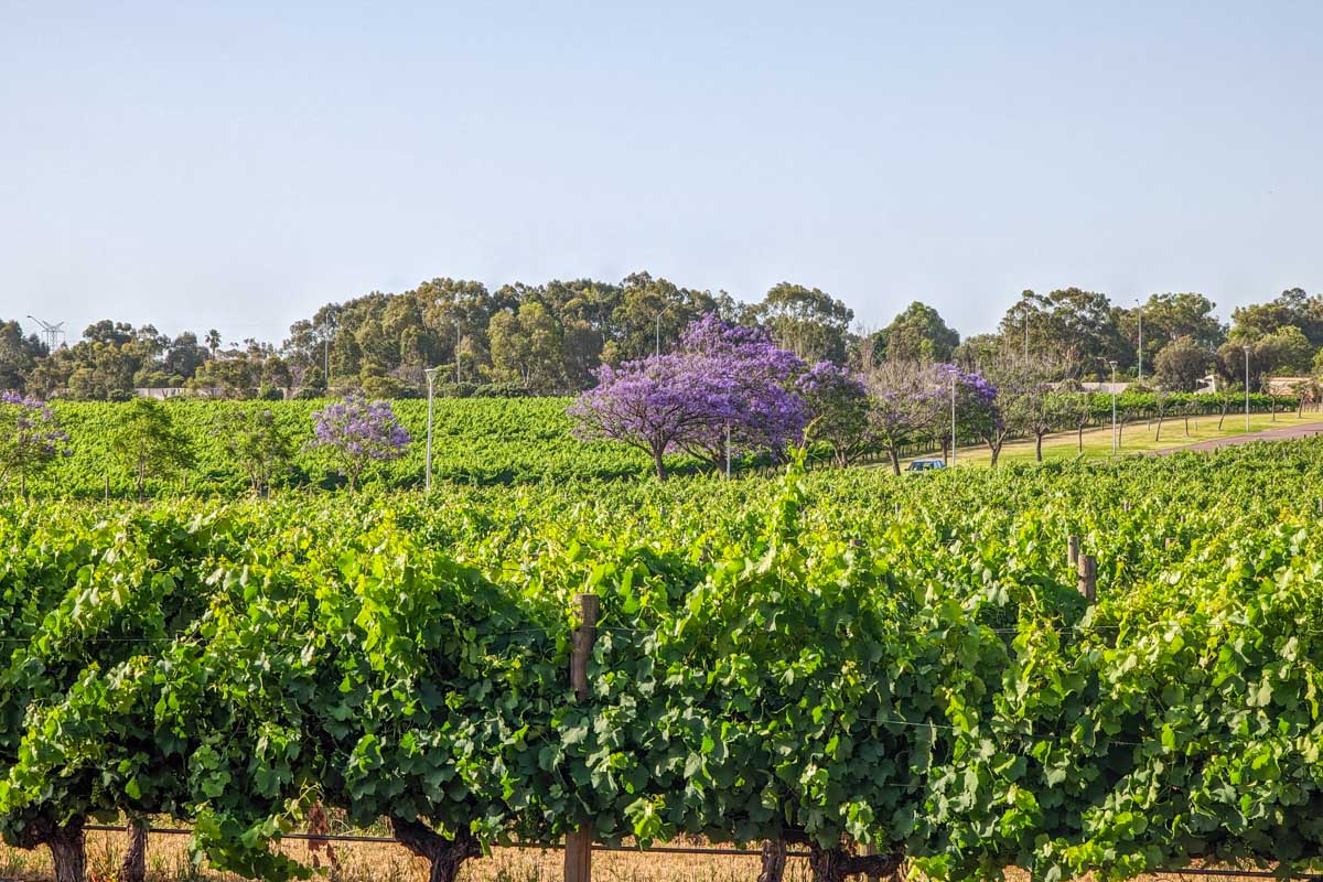 Vines at a winery in Swan Valley