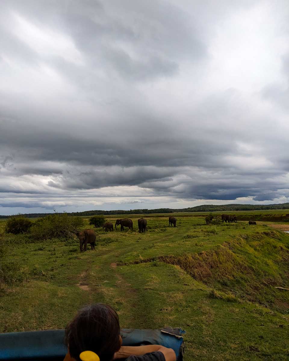 15 elephants pass our jeep towards the river at Minneriya National Park Sri Lanka