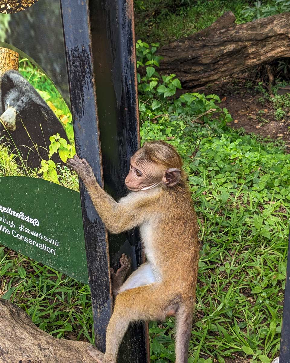 A baby monkey sliding down a pole in Yala National Park Sri Lanka