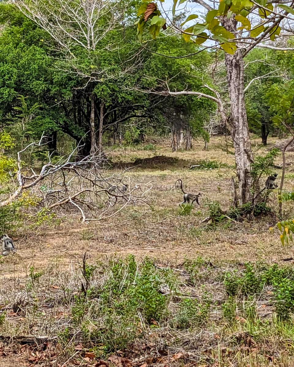 A group of lemurs siting in a tree at Minneriya National Park Sri Lanka