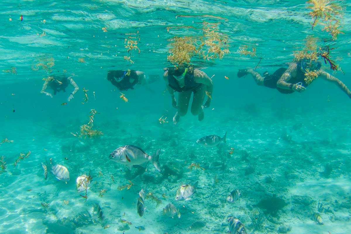 A group of people snorkel in Puerto Vallarta, Mexico