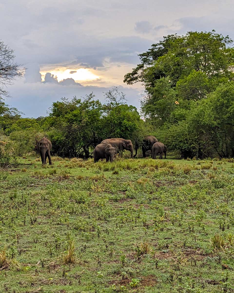 A herd of wild elephants passes in front of our jeep at Minneriya National Park Sri Lanka