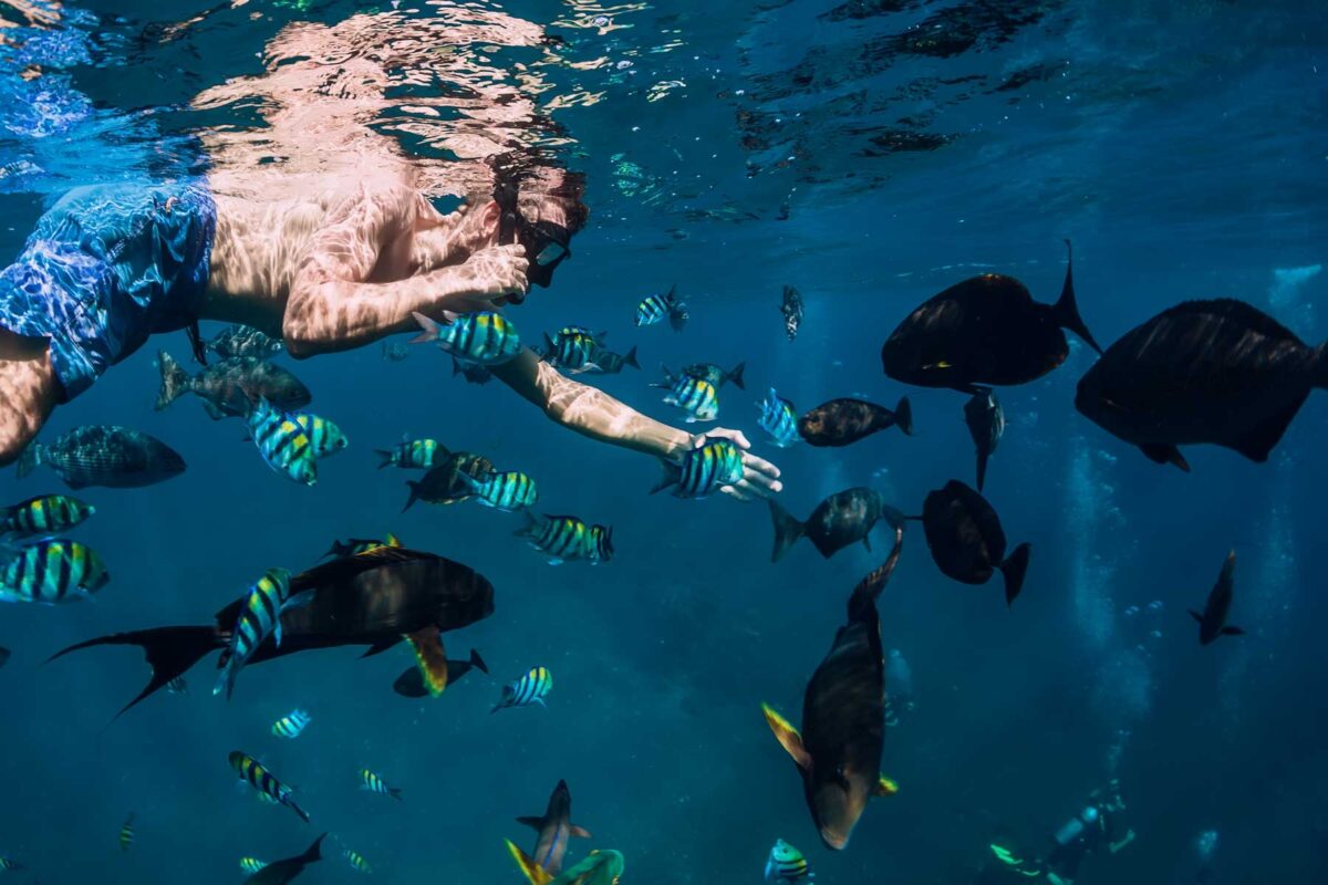 A man snorkels at Manly Beach in Sydney with fish around him