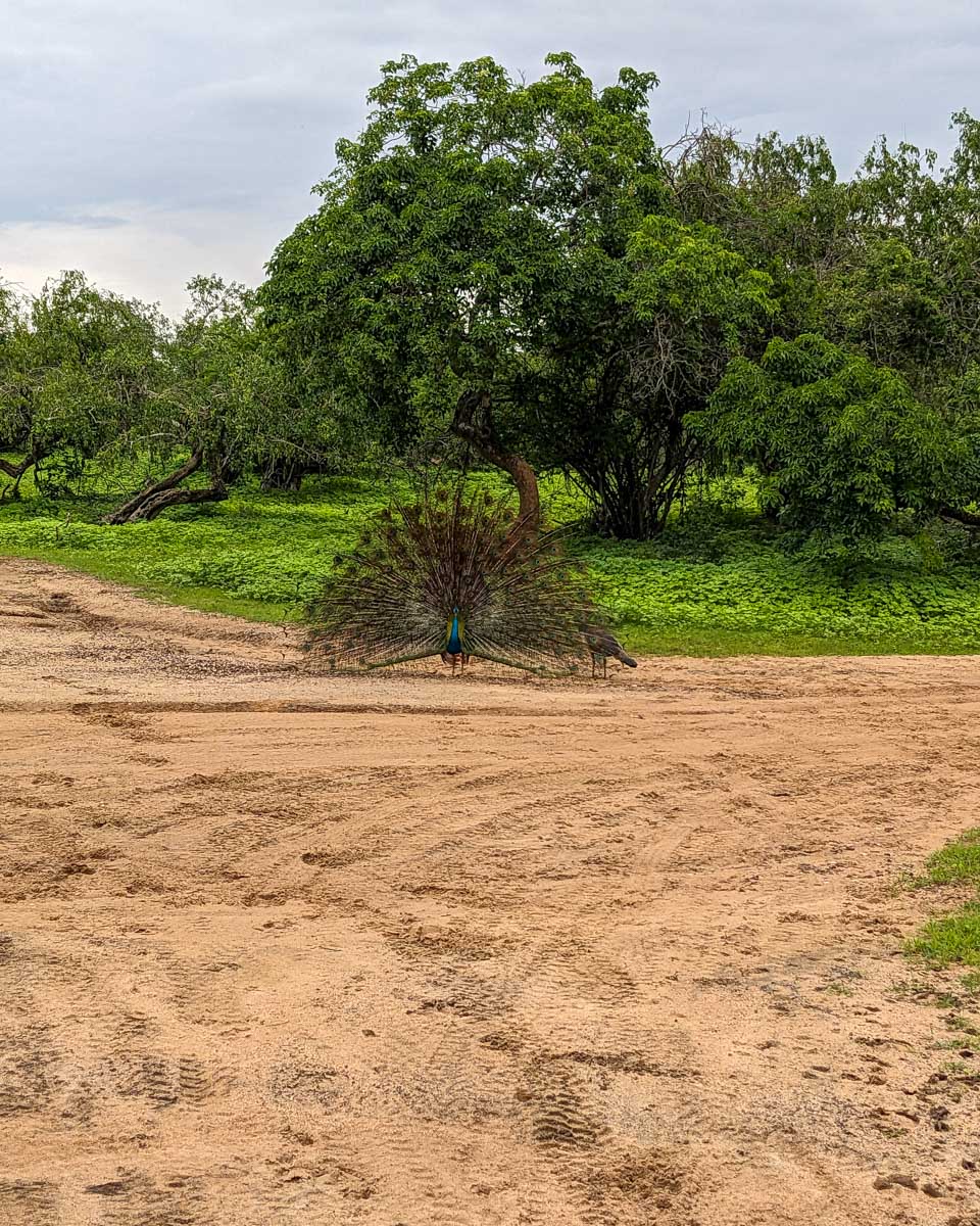 A peacock displays its feathers in Yala National Park Sri Lanka