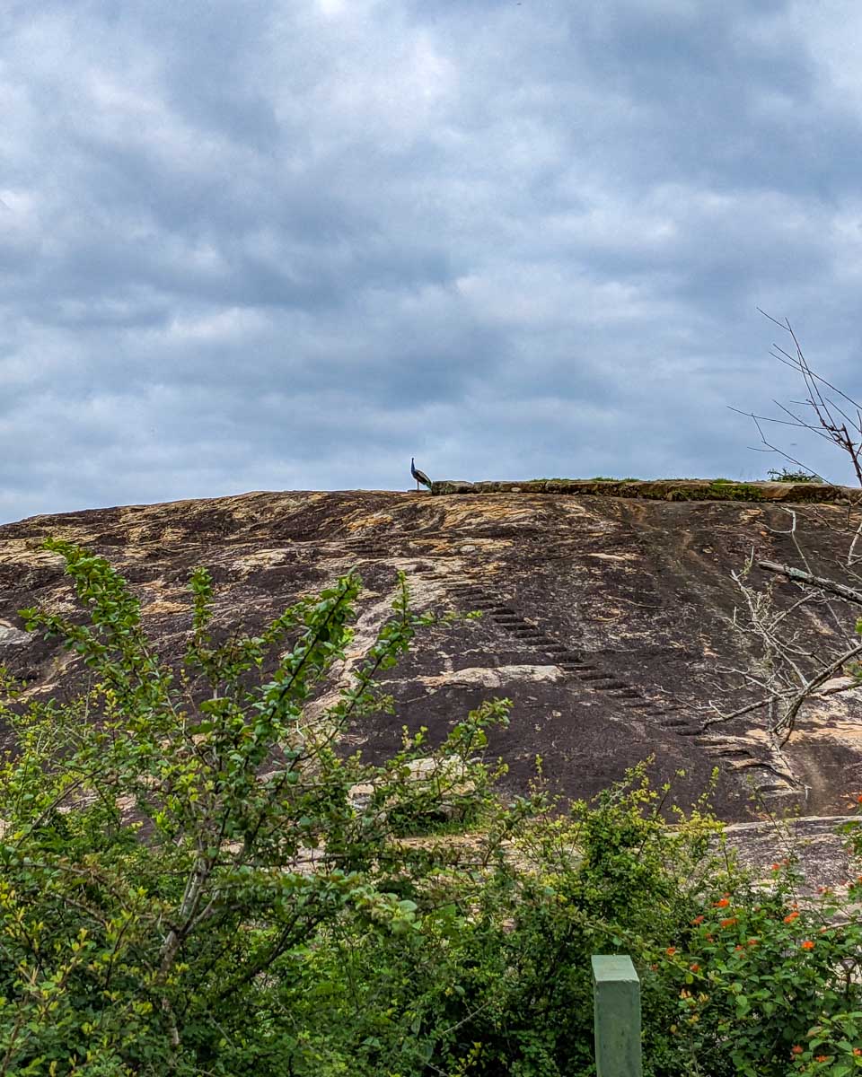A peacock sits on top of a large rock in Yala National Park Sri Lanka