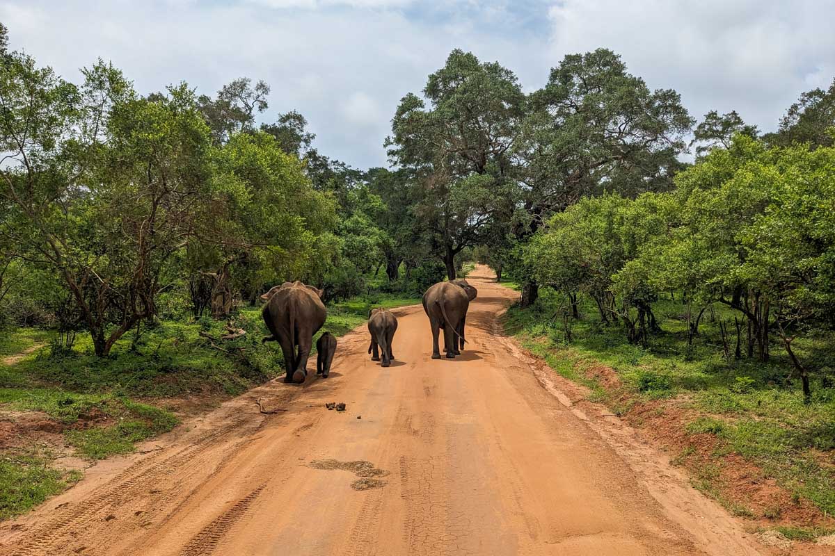 A pregnant elephant mother, 2 month old baby and another female elephant walk down a dirt road in Yala National Park Sri Lanka