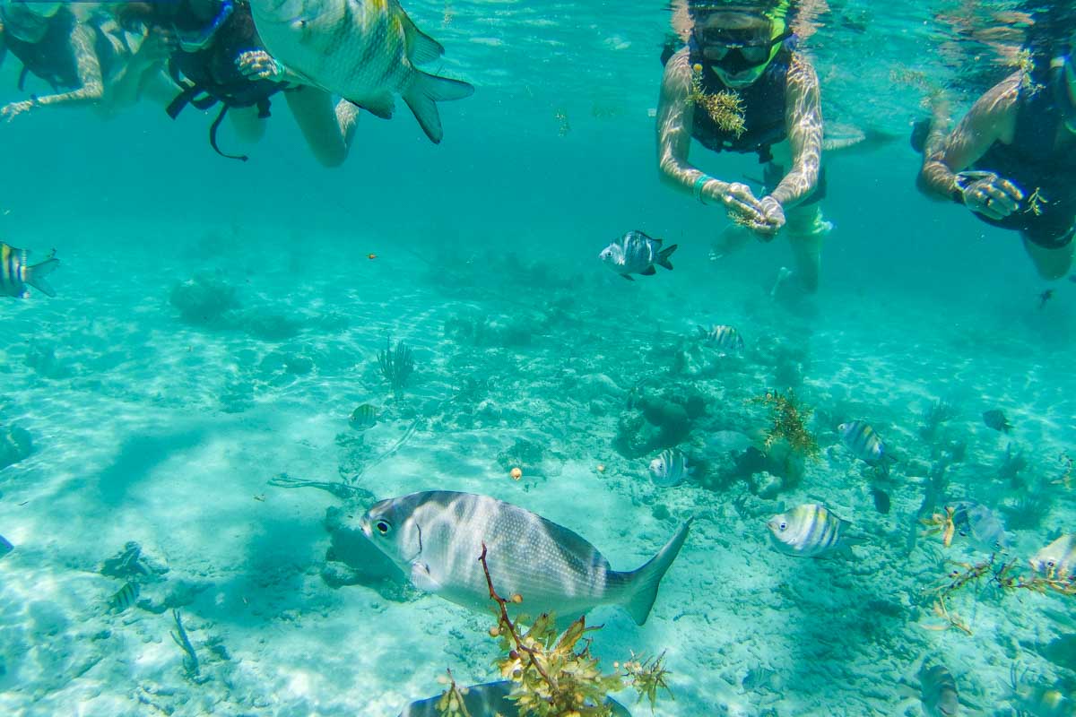 A snorkel tour group surrounded by fish at Puerto Morelos, Mexico