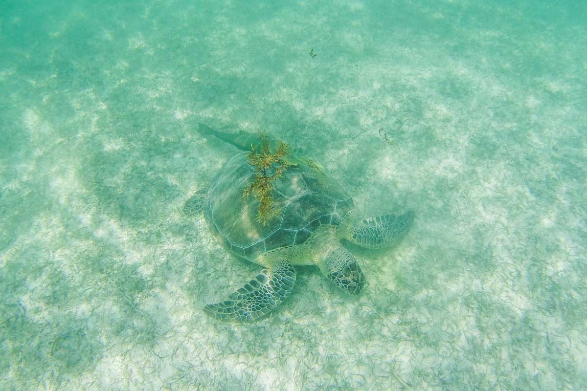 A turtle on the sand floor of the ocean in Puerto Vallarta, Mexico