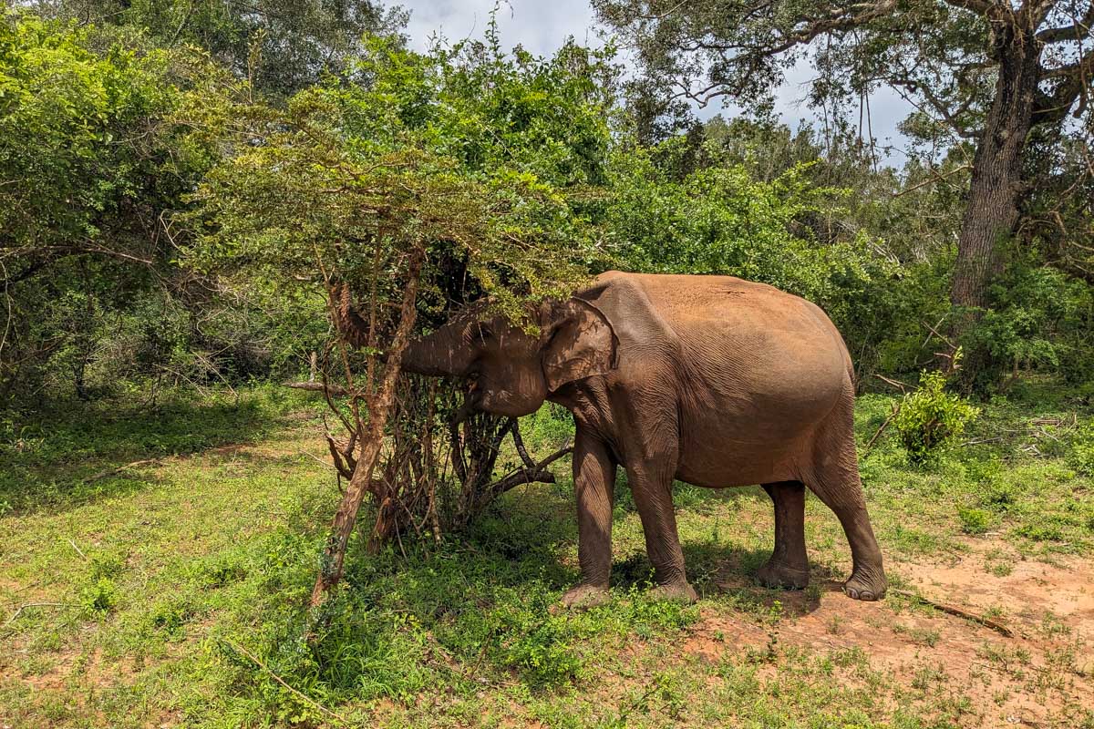 A young elephant eating and watching us as we watch in Yala National Park Sri Lanka