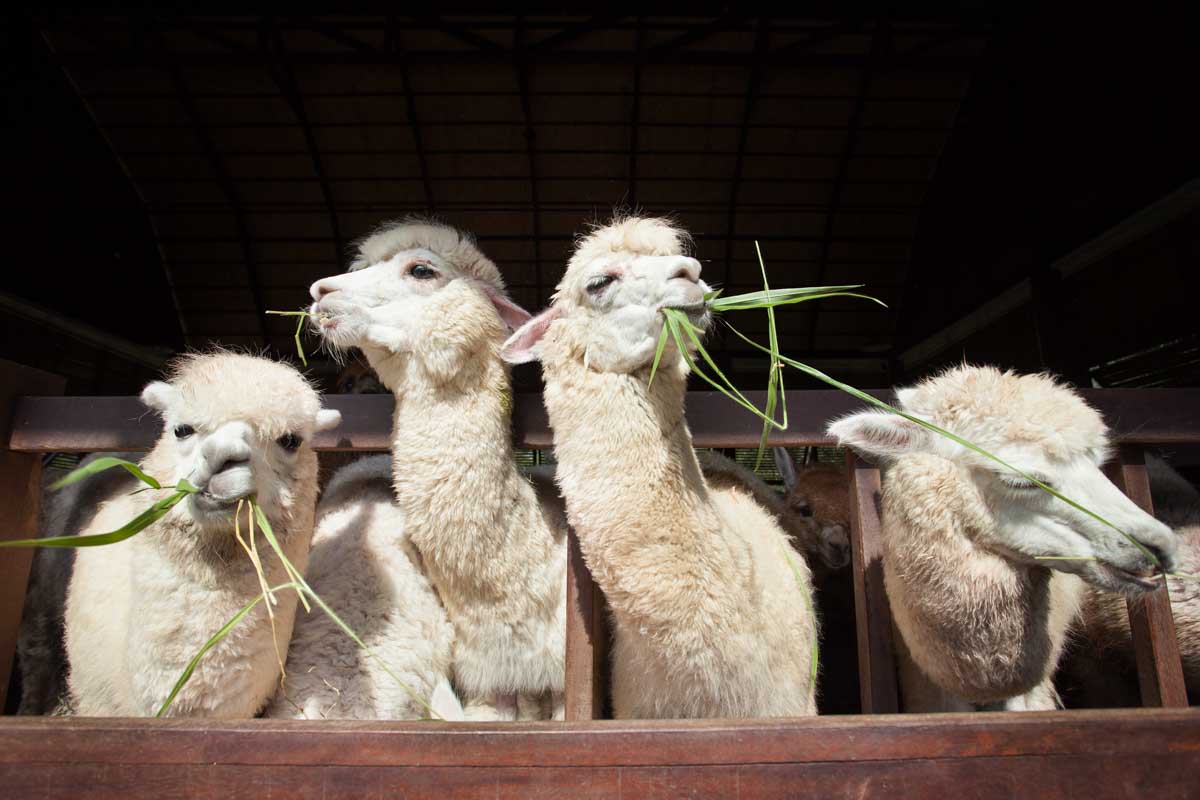 Alpacas at the largest private farm in Chile, Quintessence Alpacas