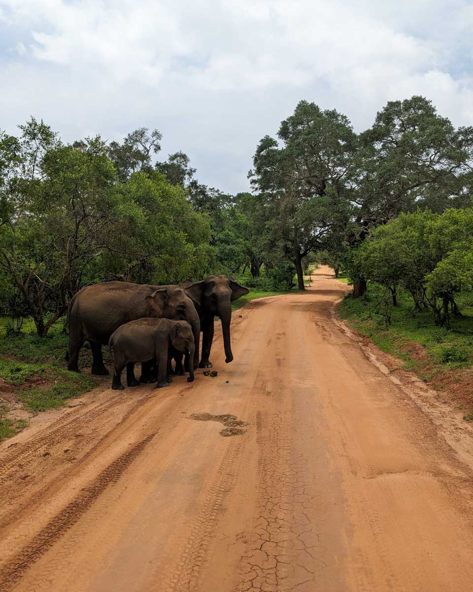 An elephant mother opens her ears as a warning for people not to get close to her family in Yala National Park Sri Lanka