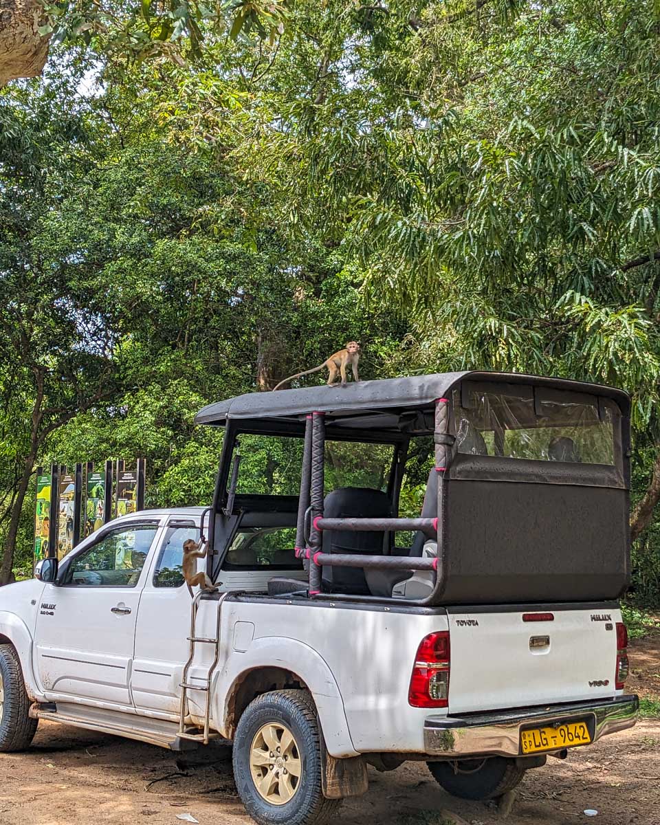 Baby monkeys climbing on the roof of our jeep while we eat lunch in Yala National Park Sri Lanka