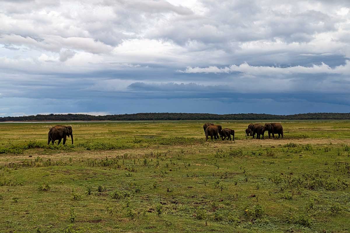 Elephants coming within 200 feet of our jeep in Minneriya National Park Sri Lanka