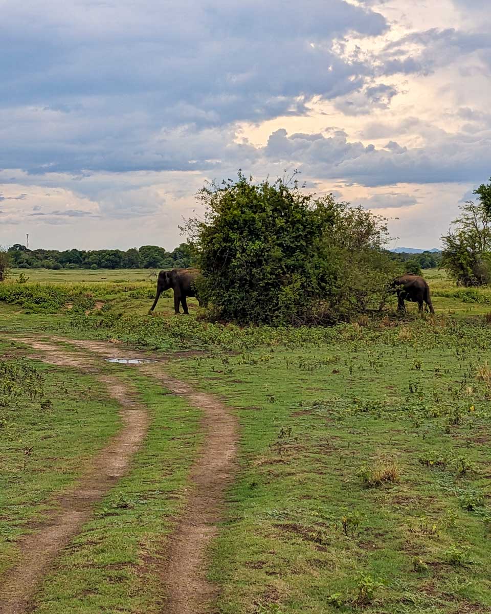 Elephants eating at a bush in Minneriya National Park Sri Lanka
