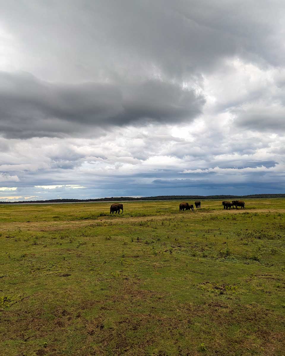 Elephants walking towards a river in Minneriya National Park Sri Lanka