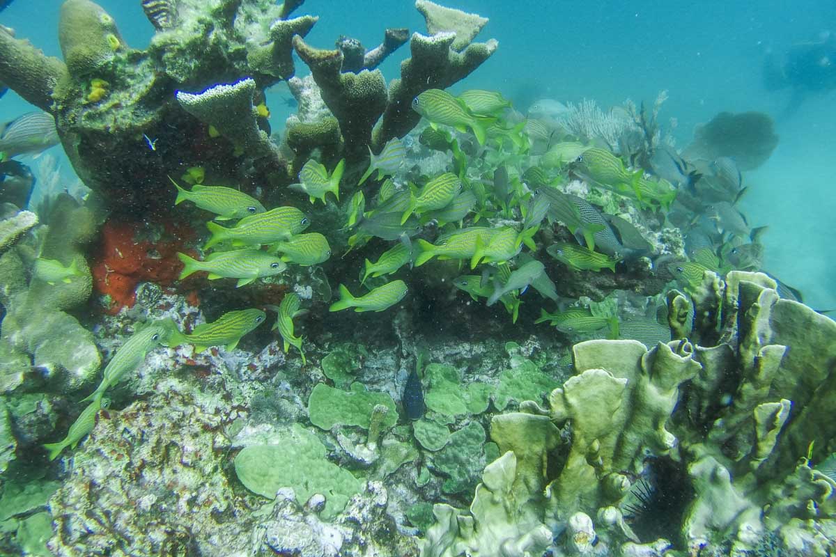 Fish and corals while snorkeling in Puerto Vallarta, Mexico