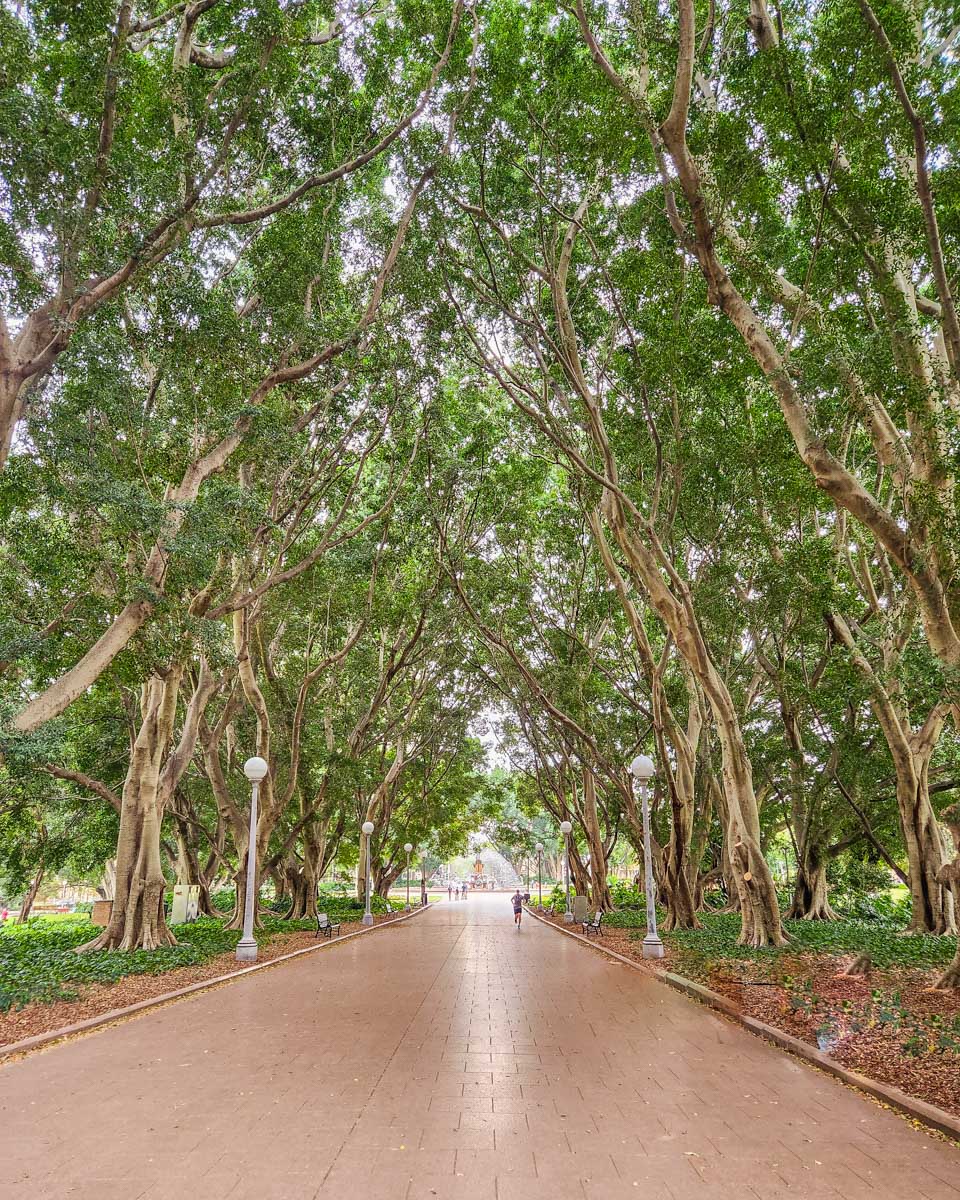 Huge trees above a path in Hyde Park, Sydney