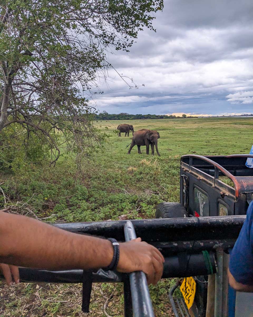 Our guide pointing out a juvenile elephant nearby