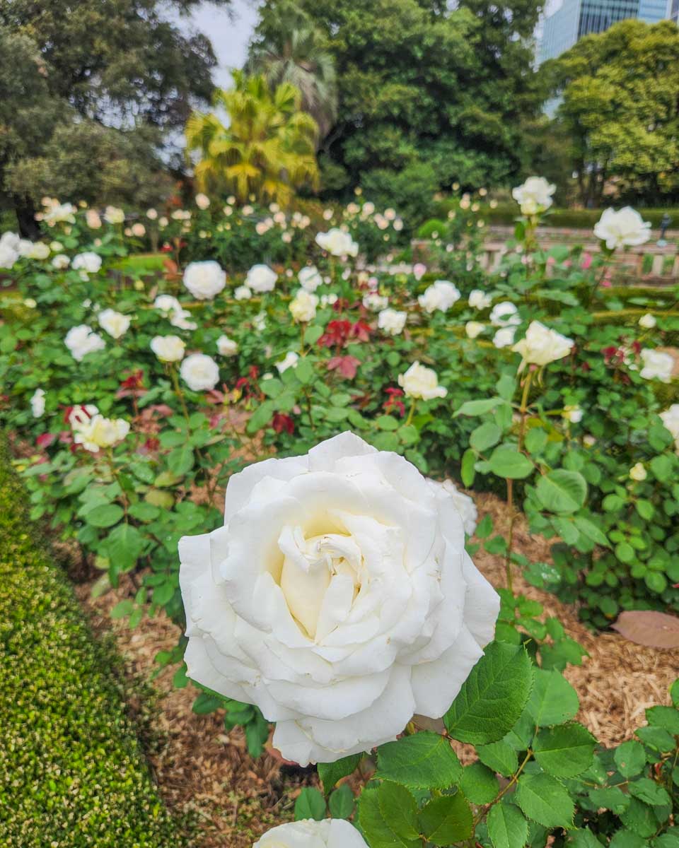 Rose at the Royal Botanical Gardens in Sydney, AUstralia