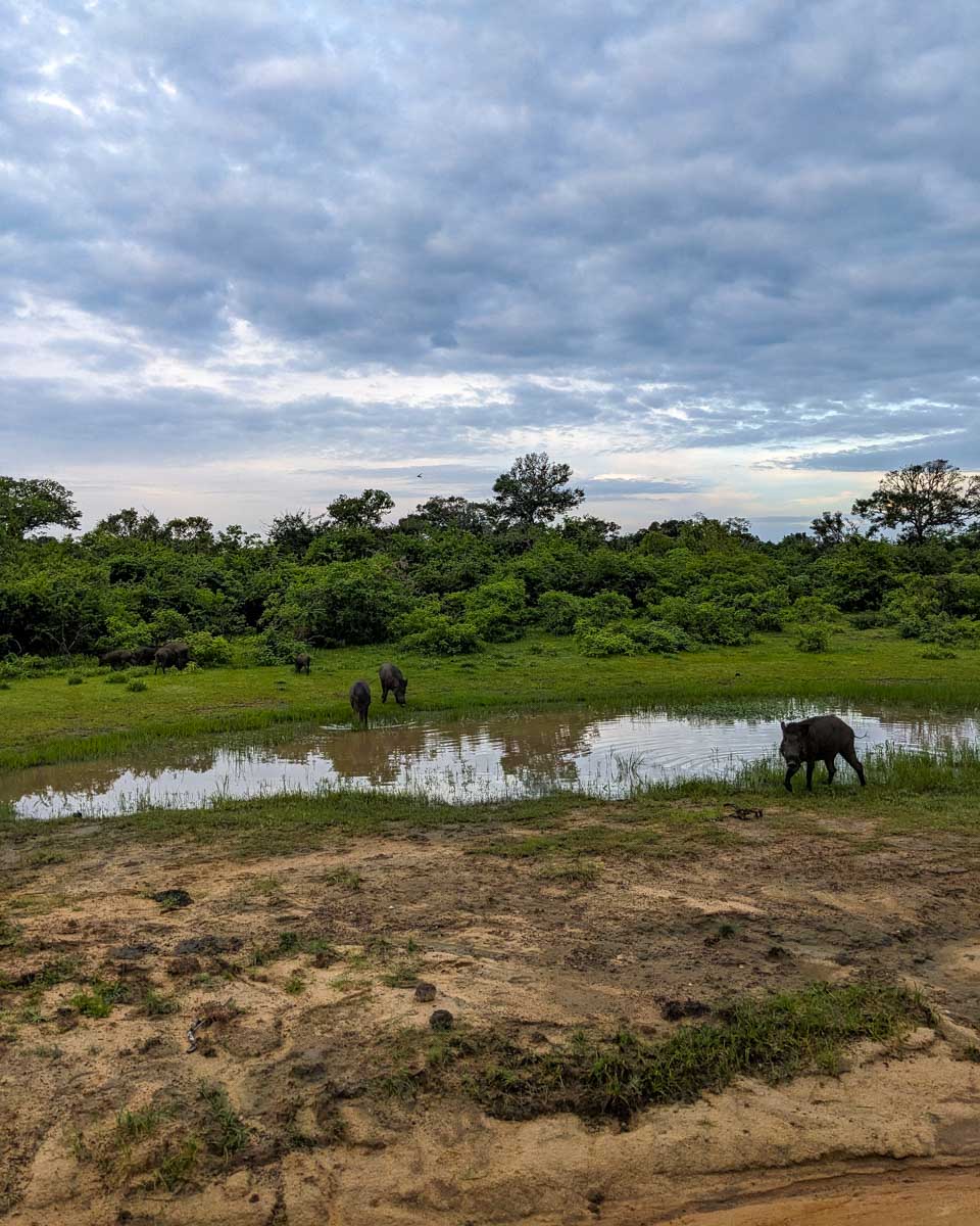Several warthogs watch us drive by as they drink from a small pool in Yala National Park Sri Lanka