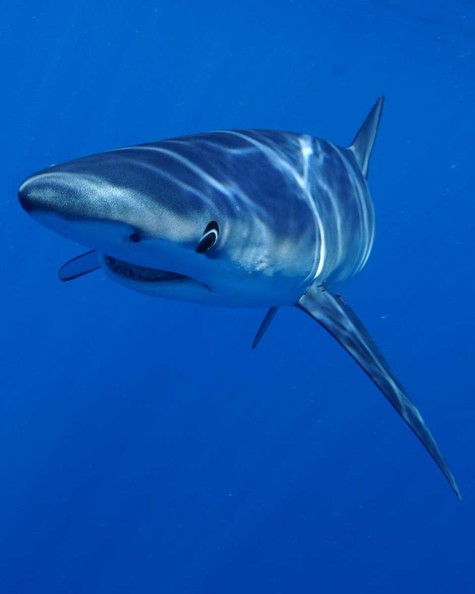 Shark seen on a tour with Orca Dive Expeditions in Cabo San Lucas