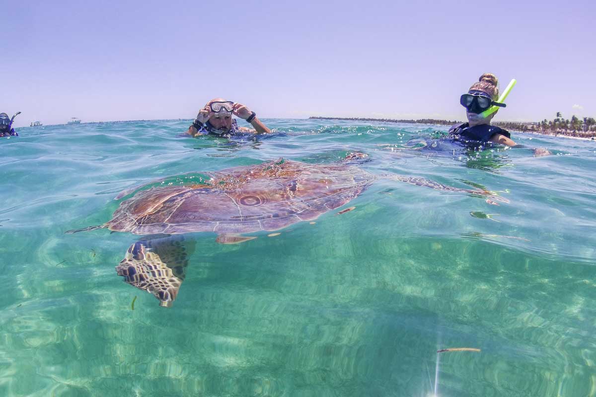Two people swim with a turtle at Cabo San Lucas, Mexico
