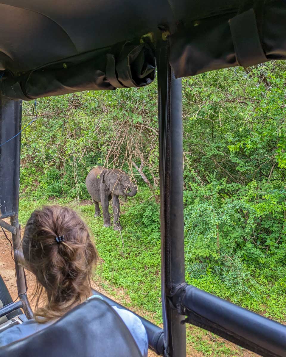 Watching a baby elephant eat from a tree up close from our jeep in Yala National Park Sri Lanka
